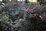 Renga 2 - image by Kate Woodward