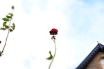 Renga 3 - image by Kate Woodward
